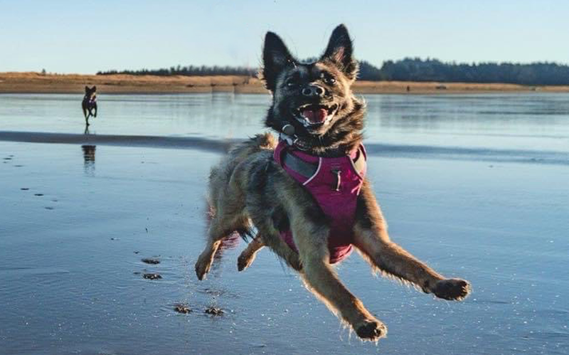 Happy dogs running on the beach
